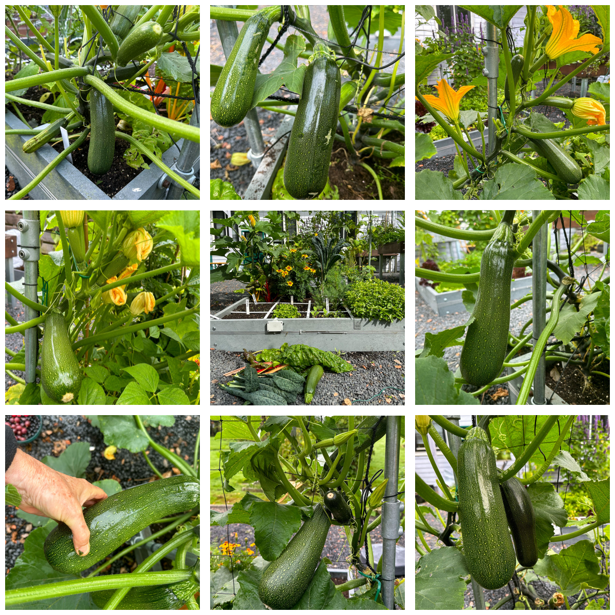 35 courgettes van 1 enkele plant