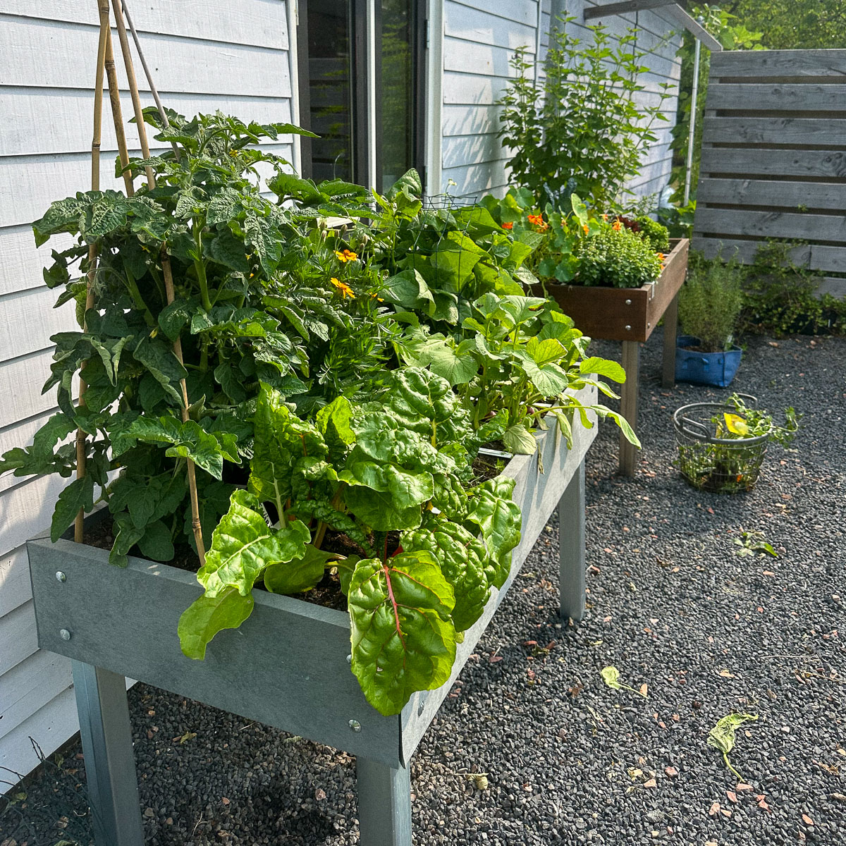 In een Makkelijke Moestuin ga je voor een grote oogst