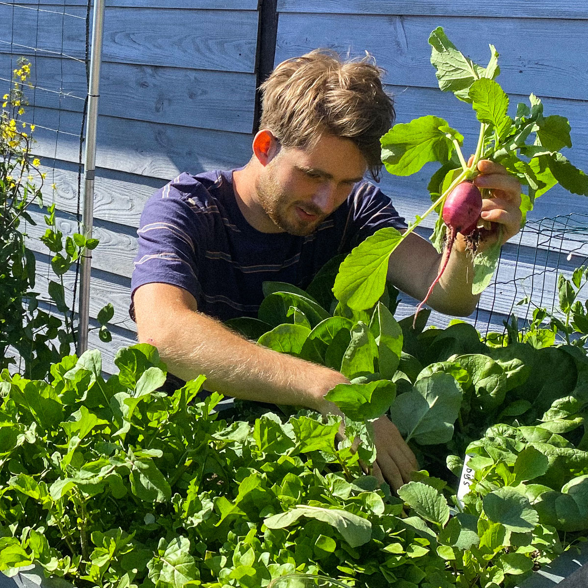 Moestuinbakken vol heerlijke groentes, daar draait het om in de Makkelijke Moestuin