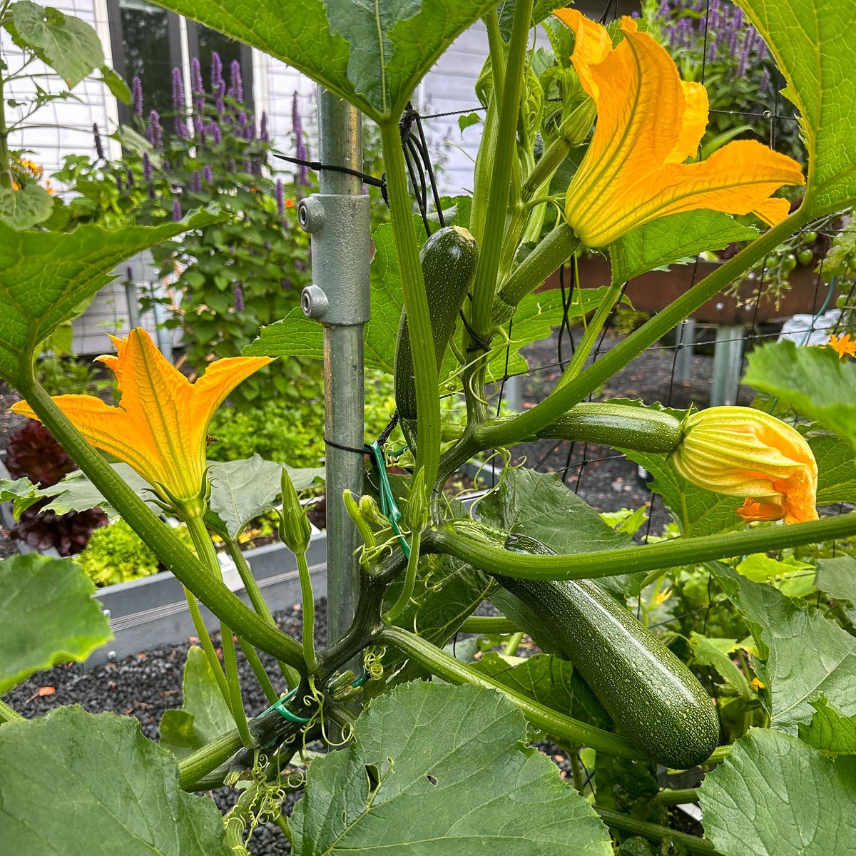 MM plant food