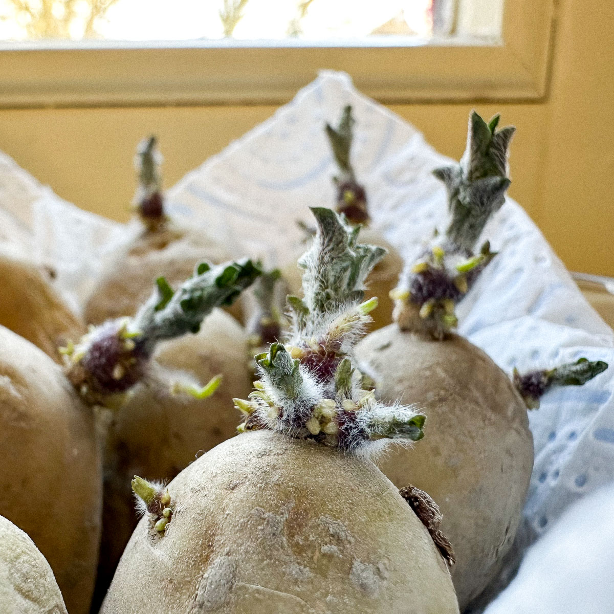 Container with seed potatoes: in a bright but cool place