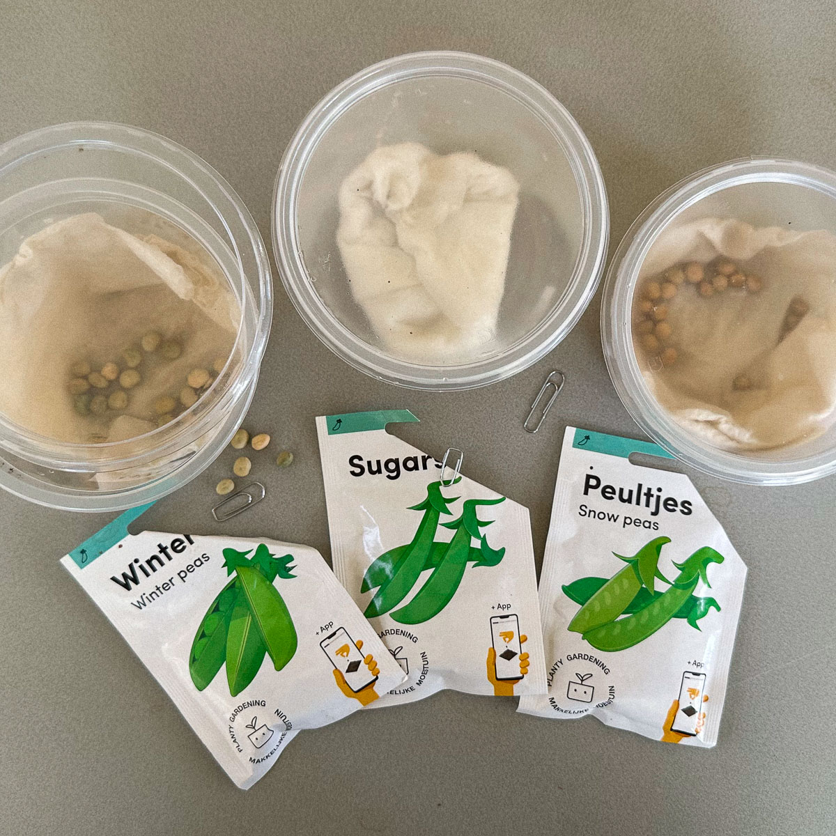 Wintererwten, sugarsnap en peultjes kun je nu al voorkiemen