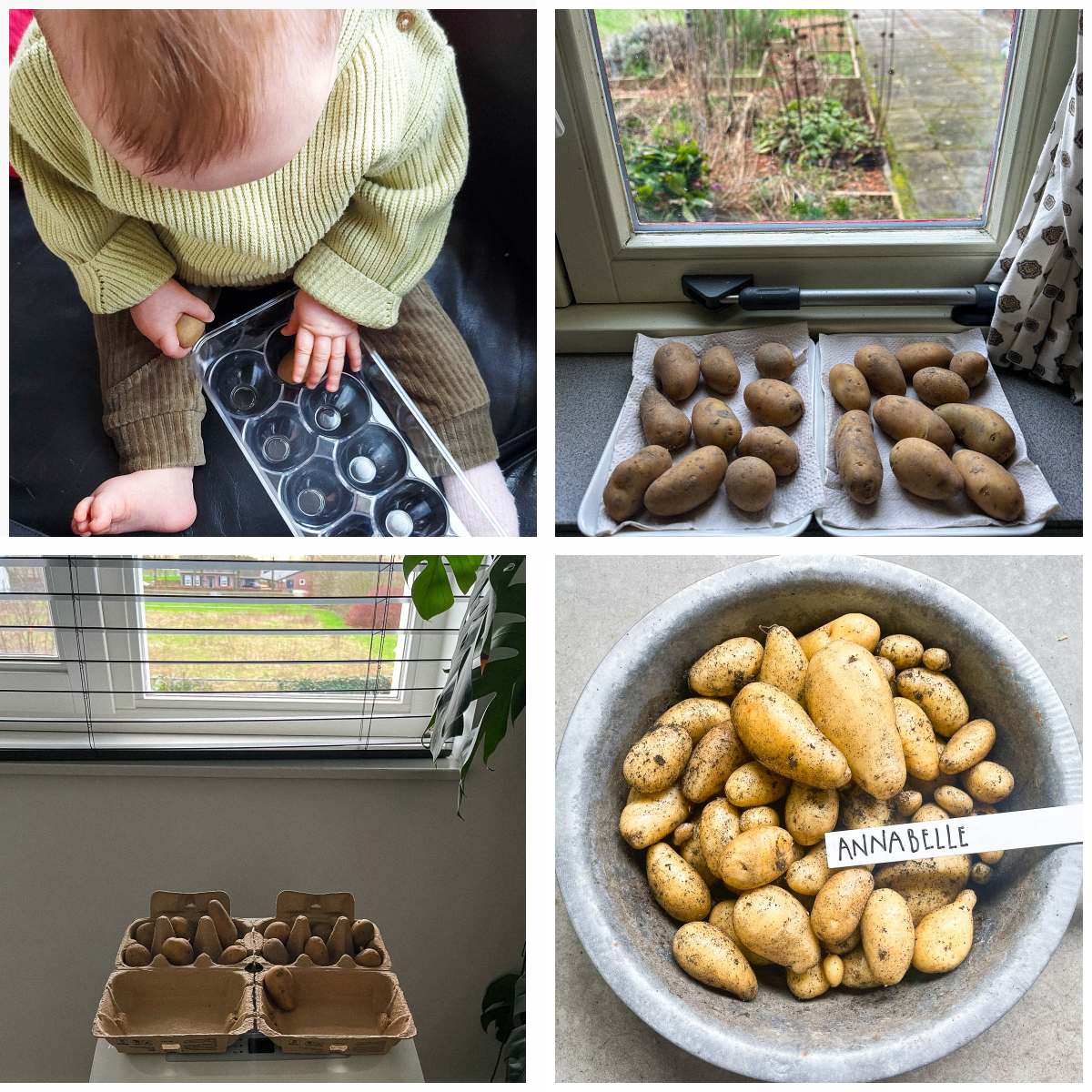 Kiemende vroege aardappels op de vensterbank