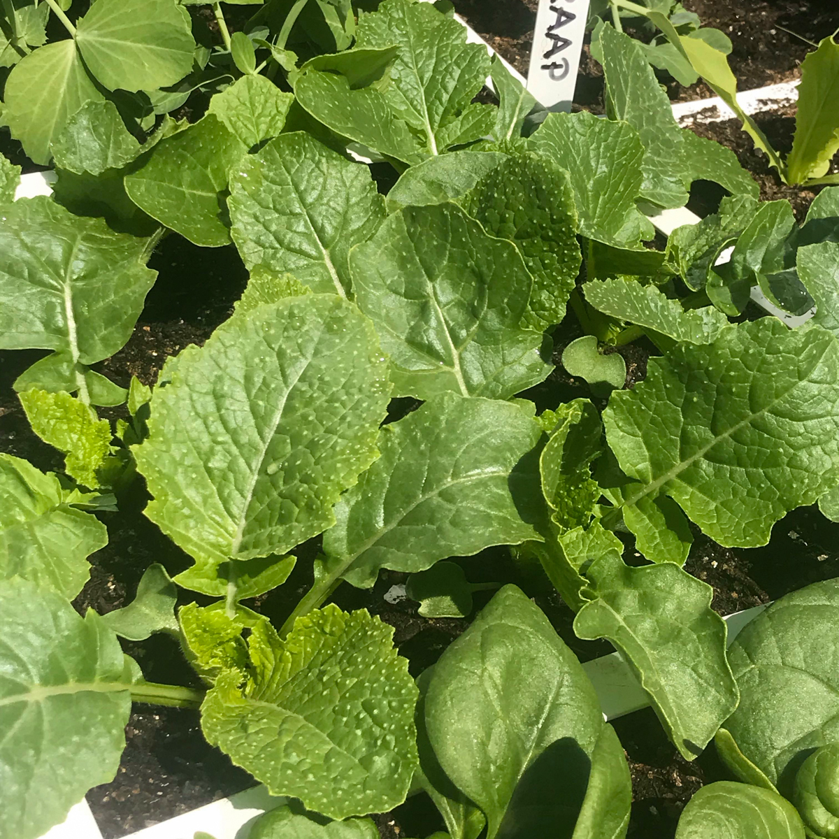 Het blad van meiraapjes groeit supersnel in maart, lekker voor de roerbak