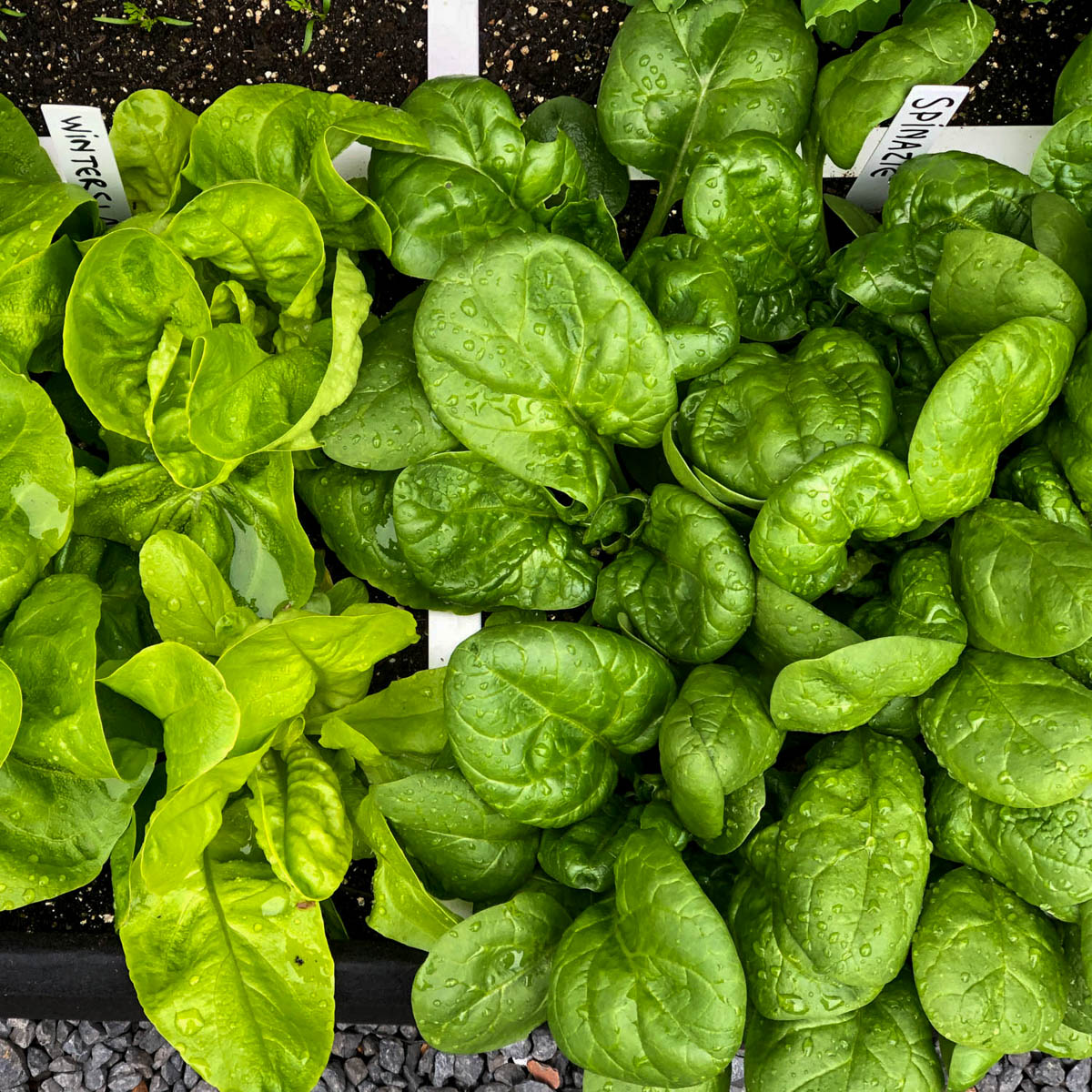 Spinazie en wintersla in de Makkelijke Moestuin