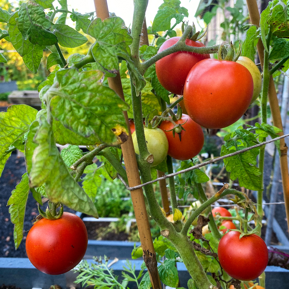 Balkontomaat van de Makkelijke Moestuin