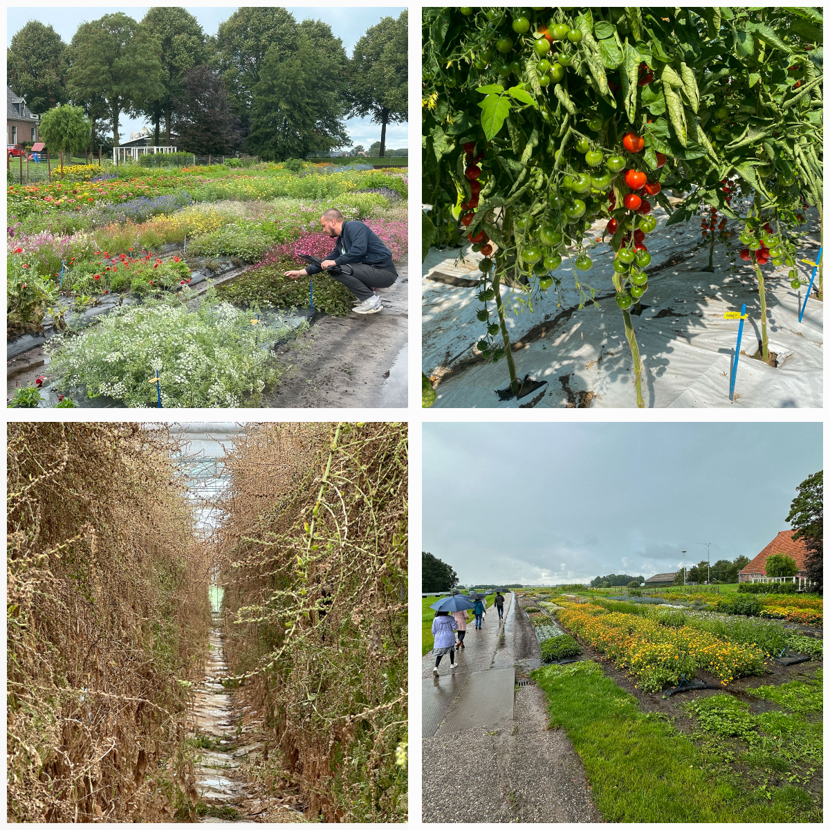 Bezoek aan de tuinen en kassen van Pieterpikzonen