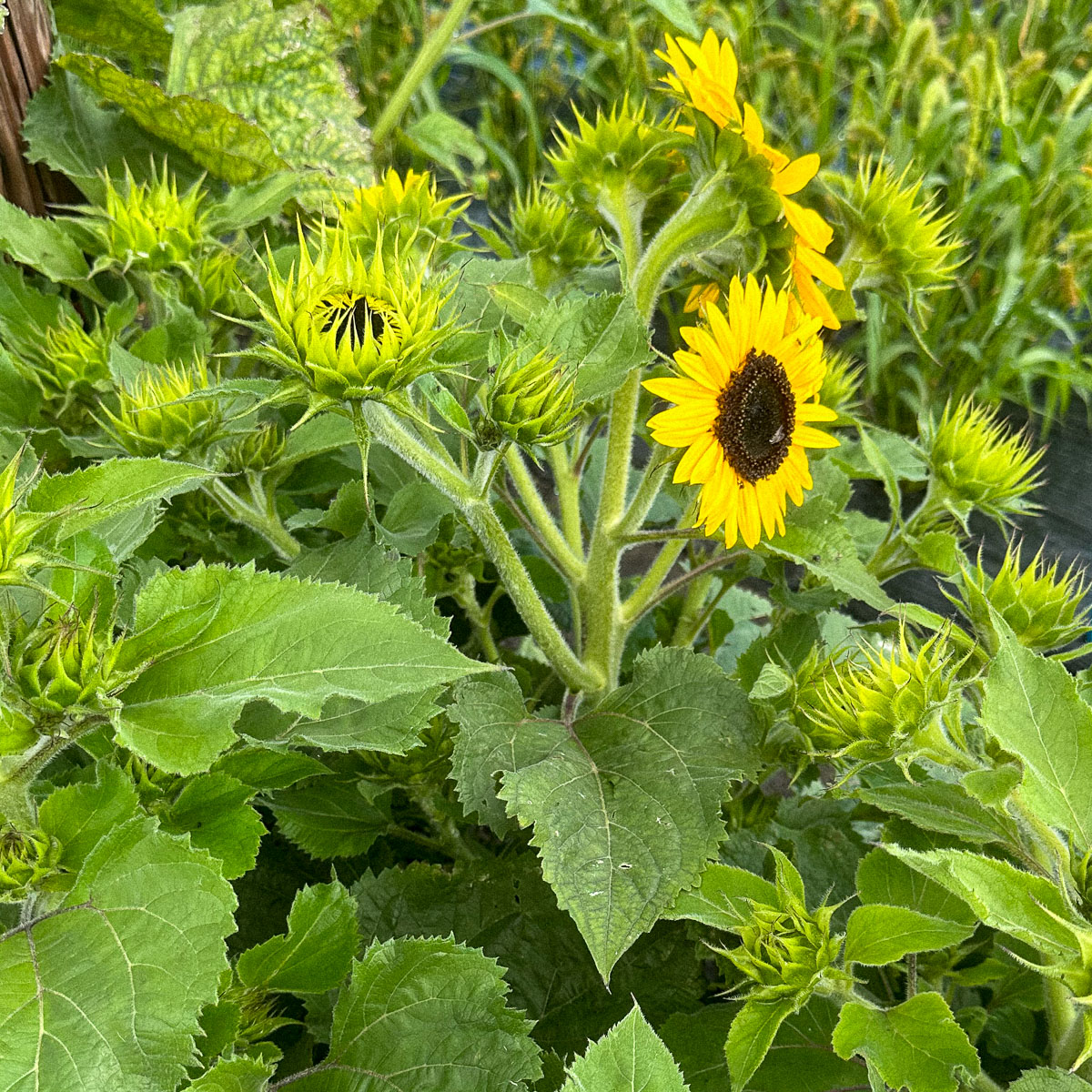 Lage Makkelijke Moestuin testzaden 2023