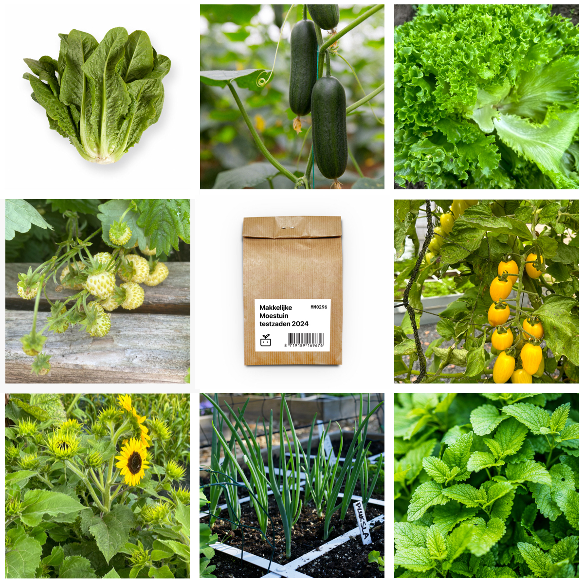 Testpakketje zaden Makkelijke Moestuin 2024
