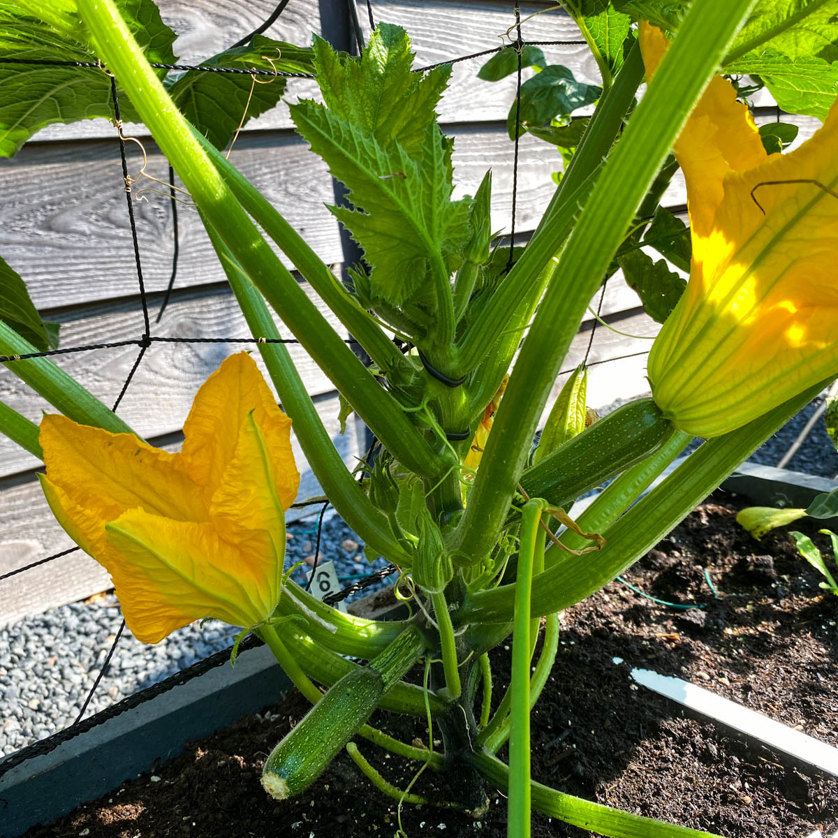 Courgette in de Makkelijke Moestuin