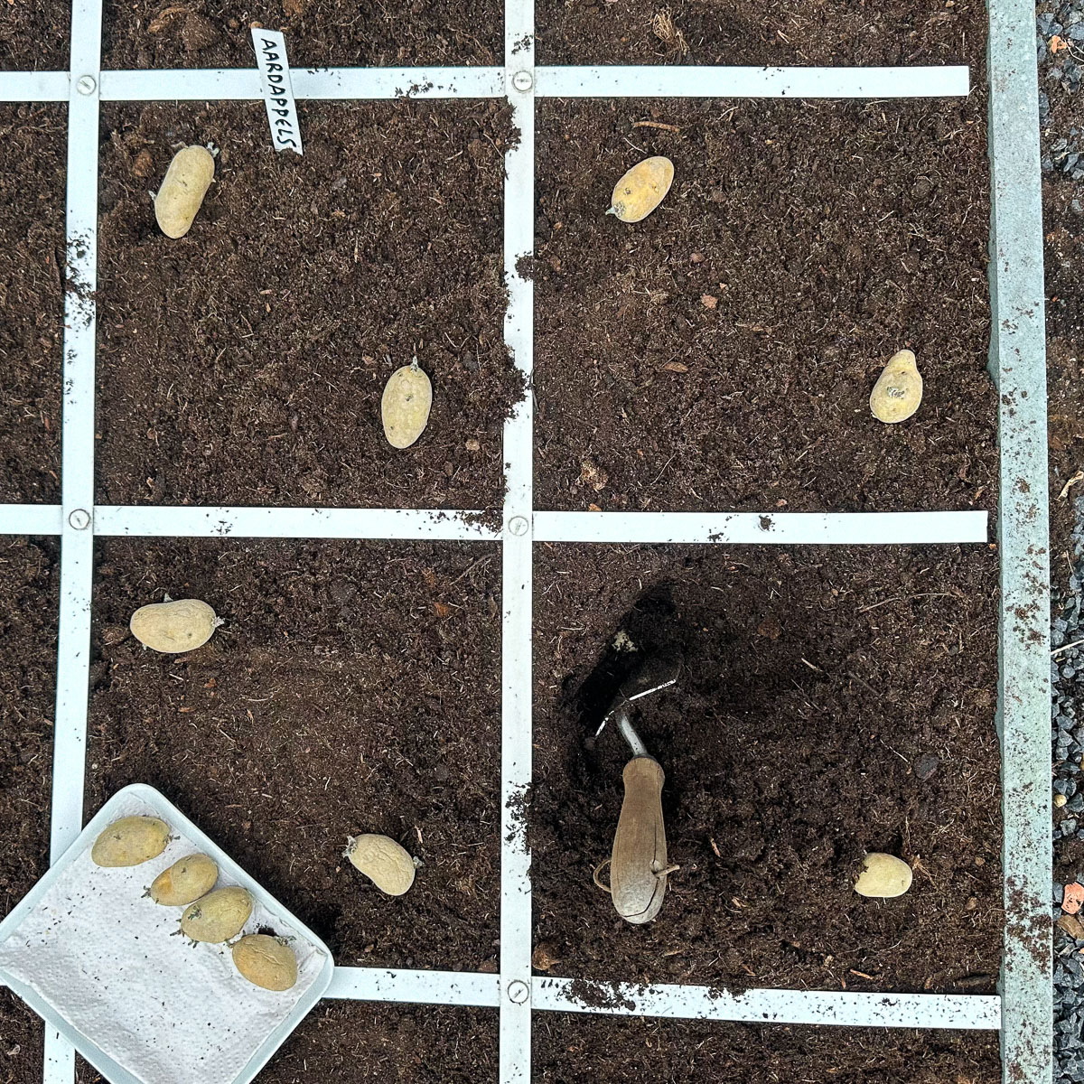 Plant 2 potatoes per patch: at the bottom of your garden box