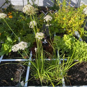 Chinese chives