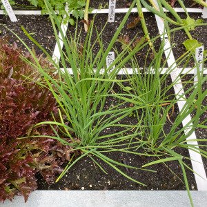 Chinese chives