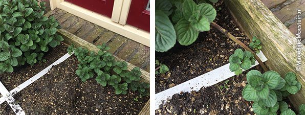 Muntplant in pot met een uitloper