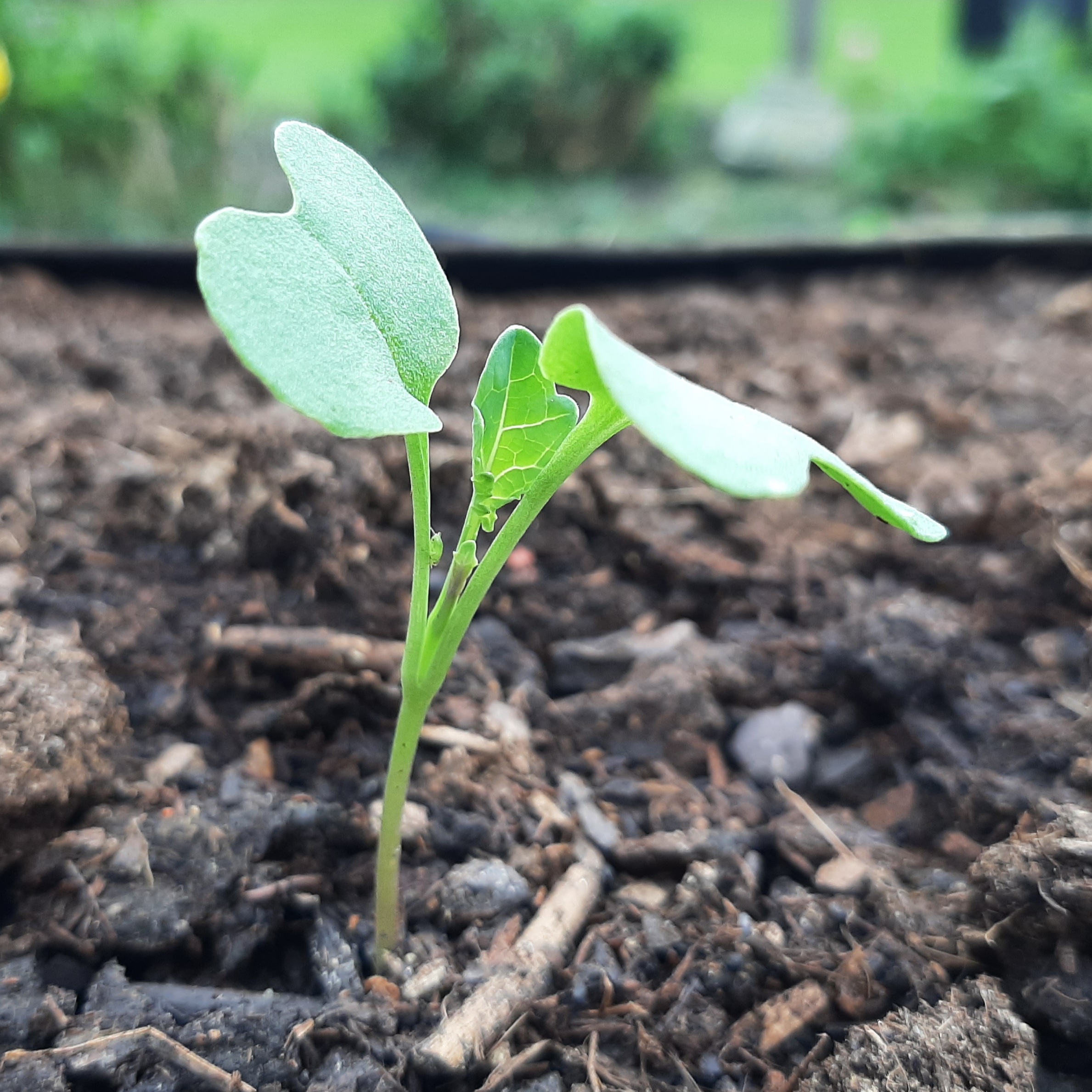 Baby broccoli