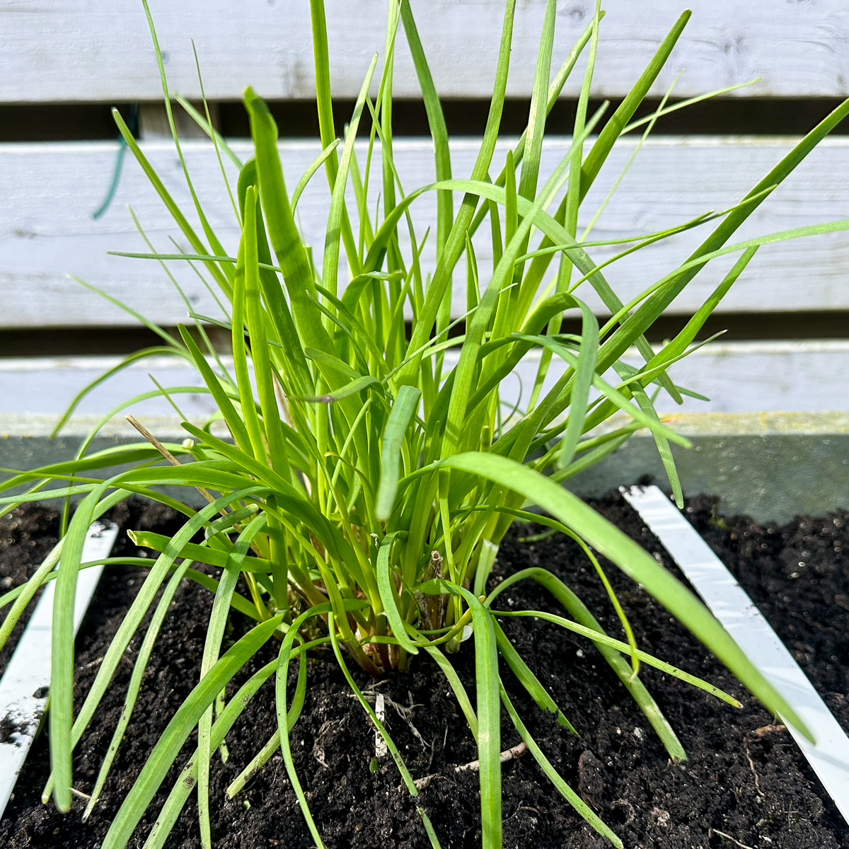 Chinese chives