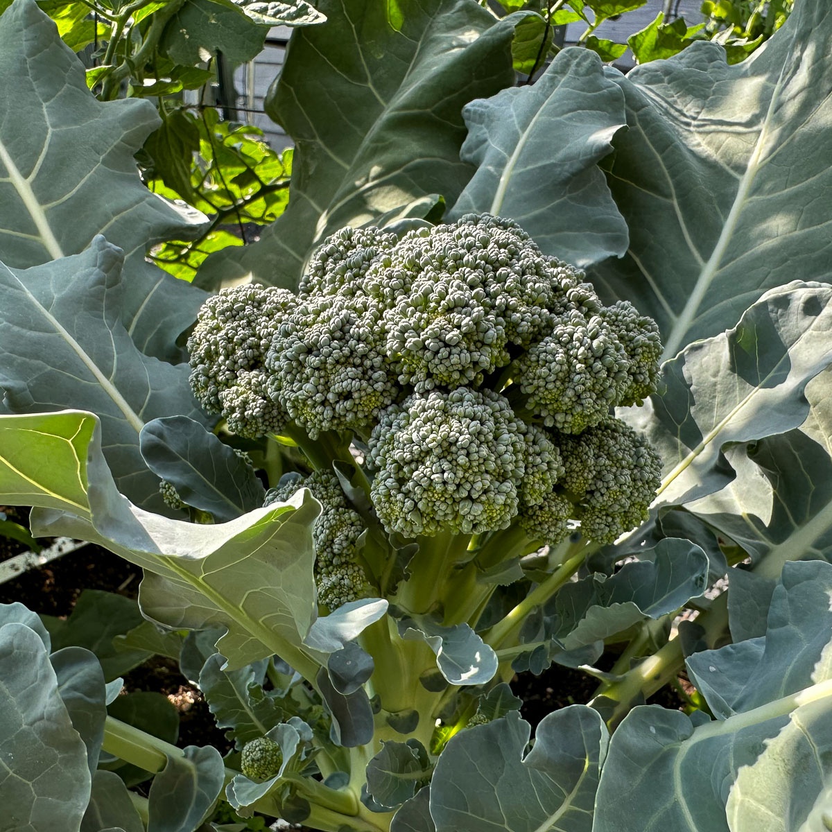 De eerste stronk van Baby broccoli - klaar om te oogsten