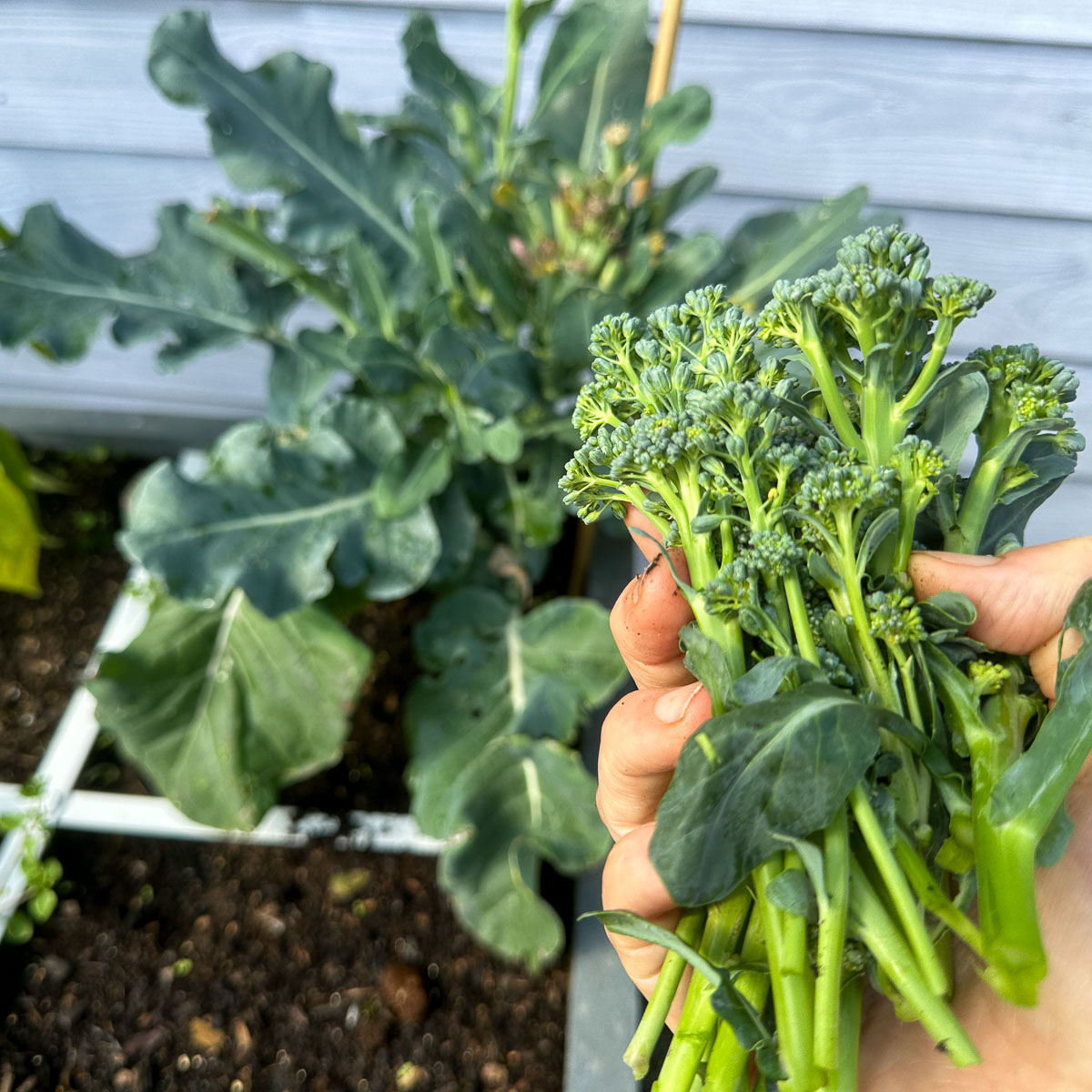 Scheuten van de Baby broccoli
