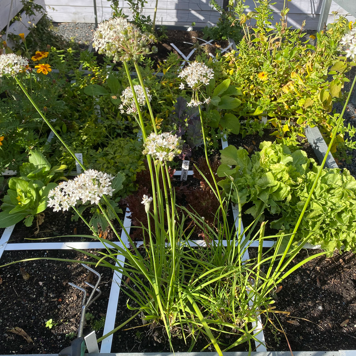 Established Chinese chive plants in their first autumn