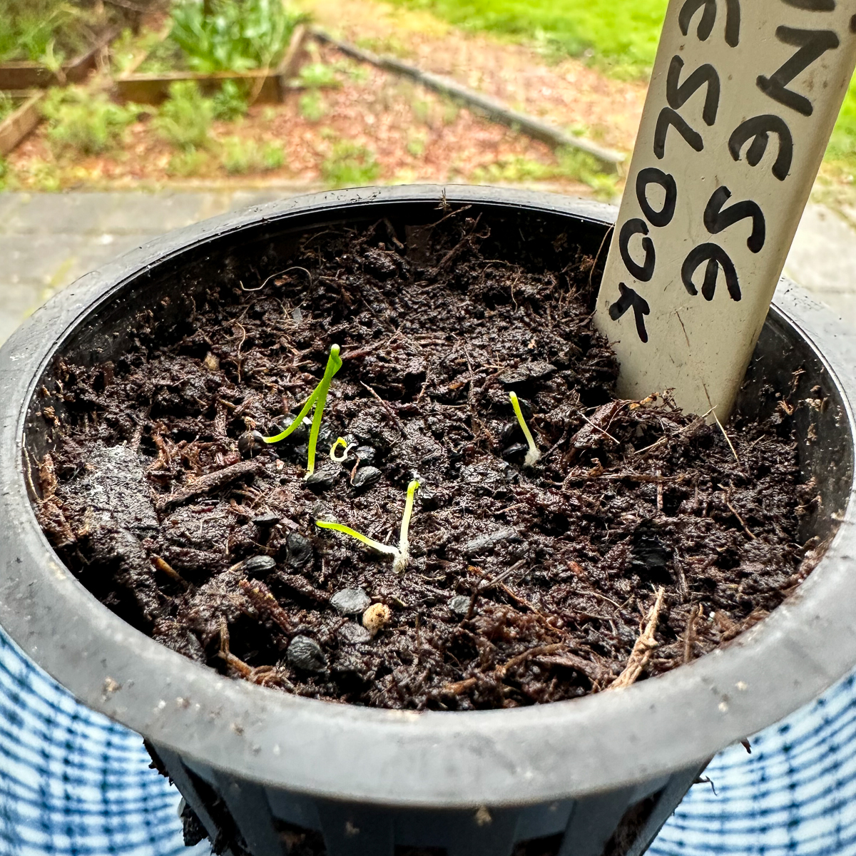Fine young Chinese chive seedlings ready to move outside