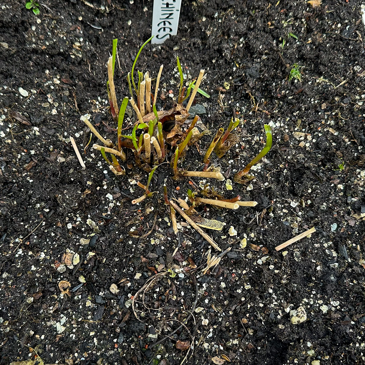 First fresh Chinese chive shoots emerging in early spring