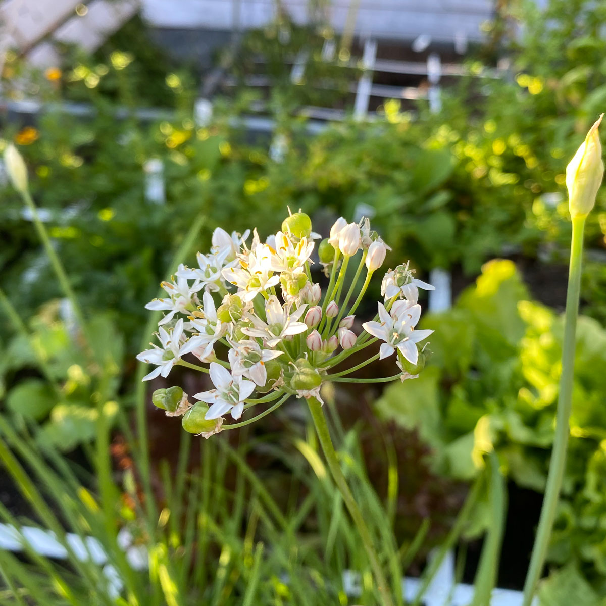 White flower head on a Chinese chive plant