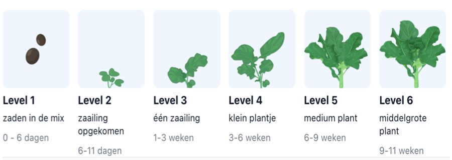 Baby broccoli growing instructions in the Makkelijke Moestuin app