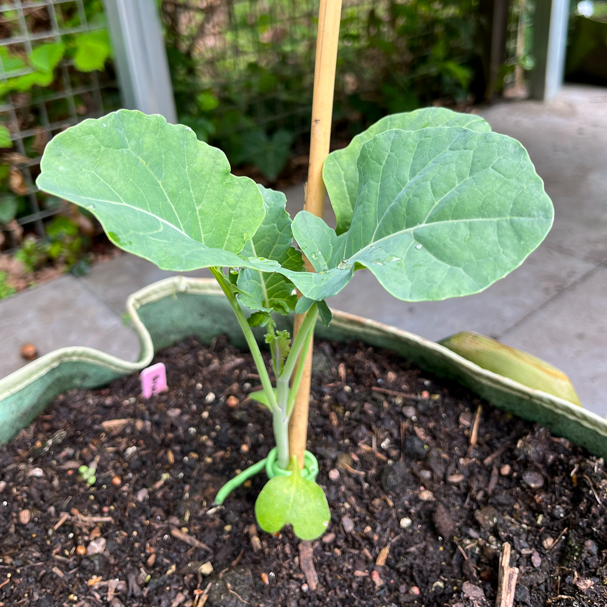Young Baby broccoli plant supported by a bamboo cane