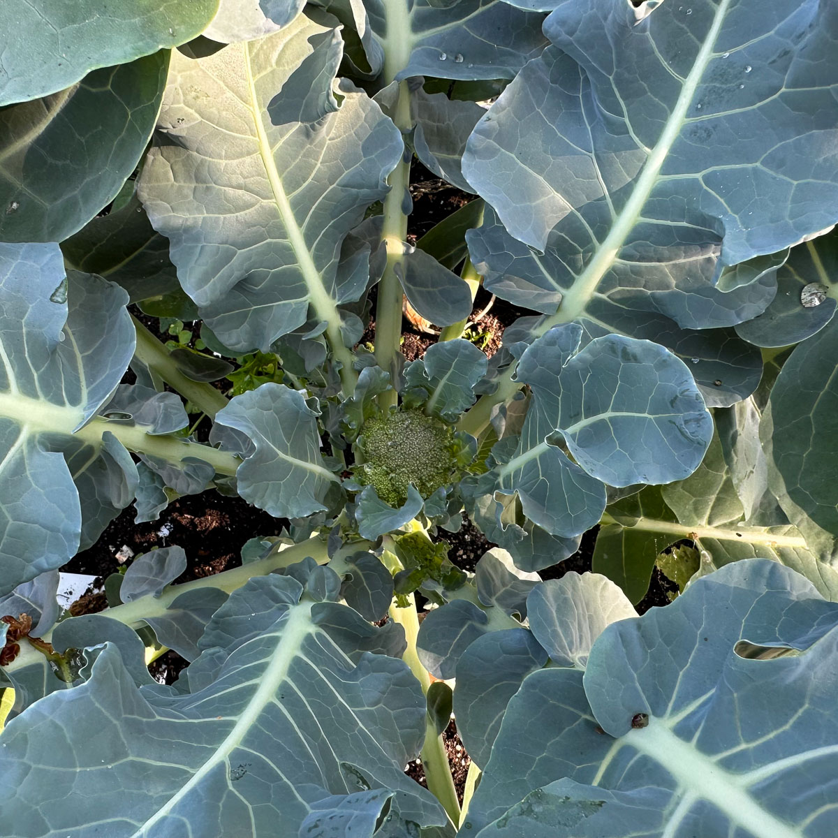 First small Baby broccoli head forming at the centre of the plant