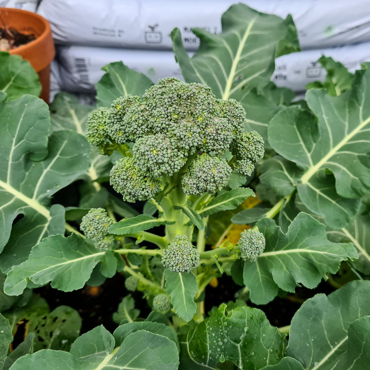 Productive Baby broccoli plant photographed in early January