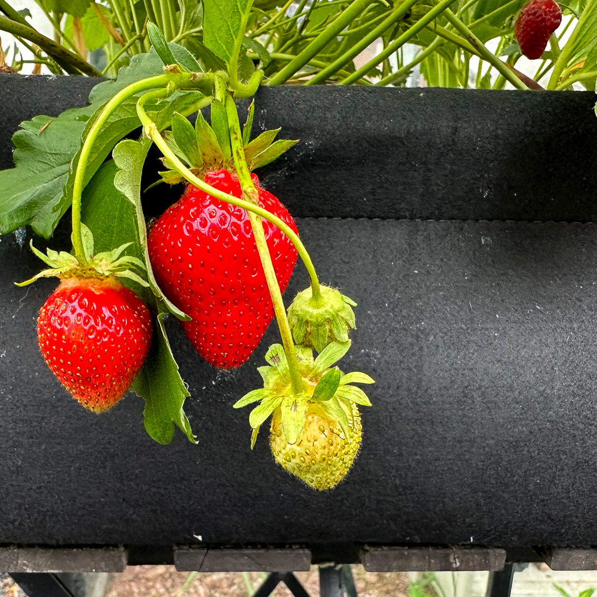 Favori aardbeienplantjes in een MM-Airbak