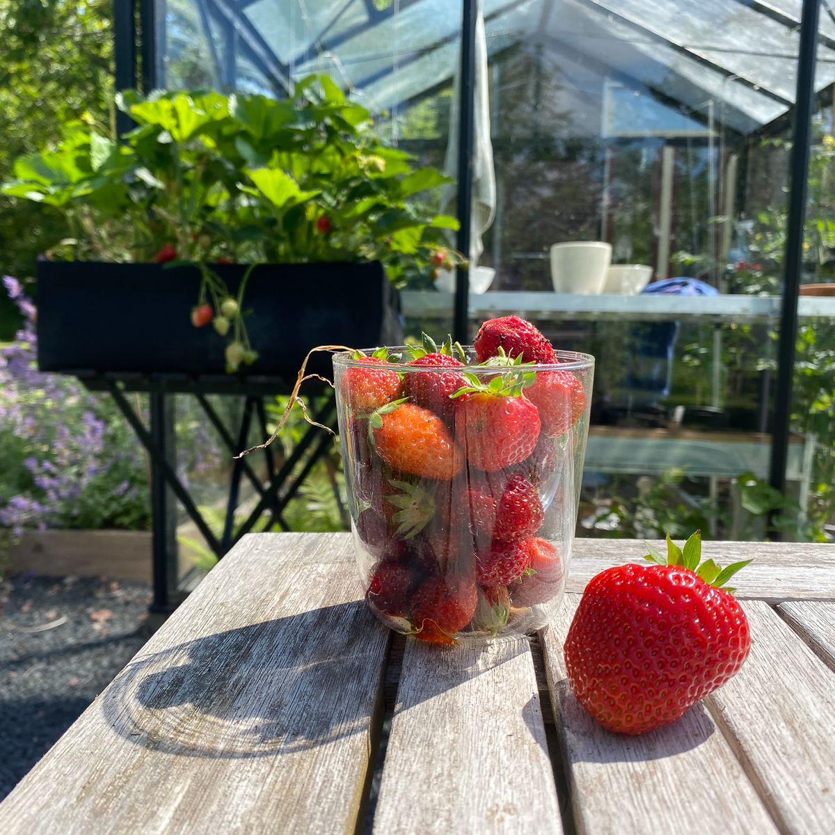 Van doordragende aardbeien oogst je de hele zomer door
