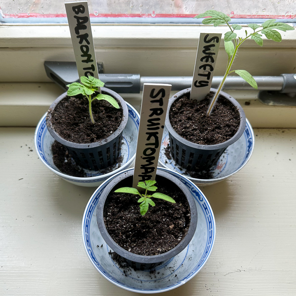 Zaailingen van de drie Makkelijke Moestuin tomaten op de vensterbank