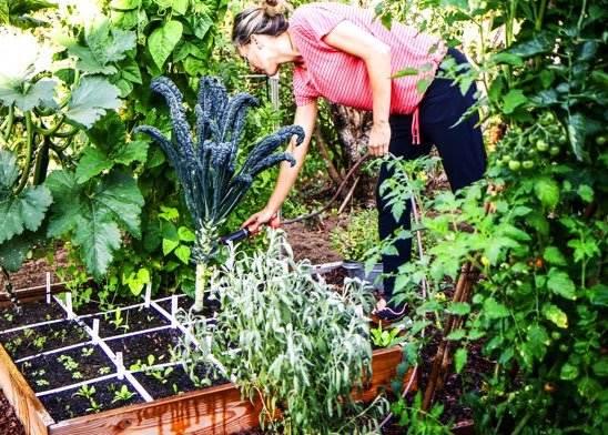 A garden box with sown vegetable patches and harvestable plants