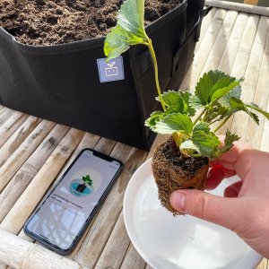Aardbeienpakket met 2x MM-mini zwart