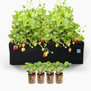 Aardbeienpakket met MM-airbak