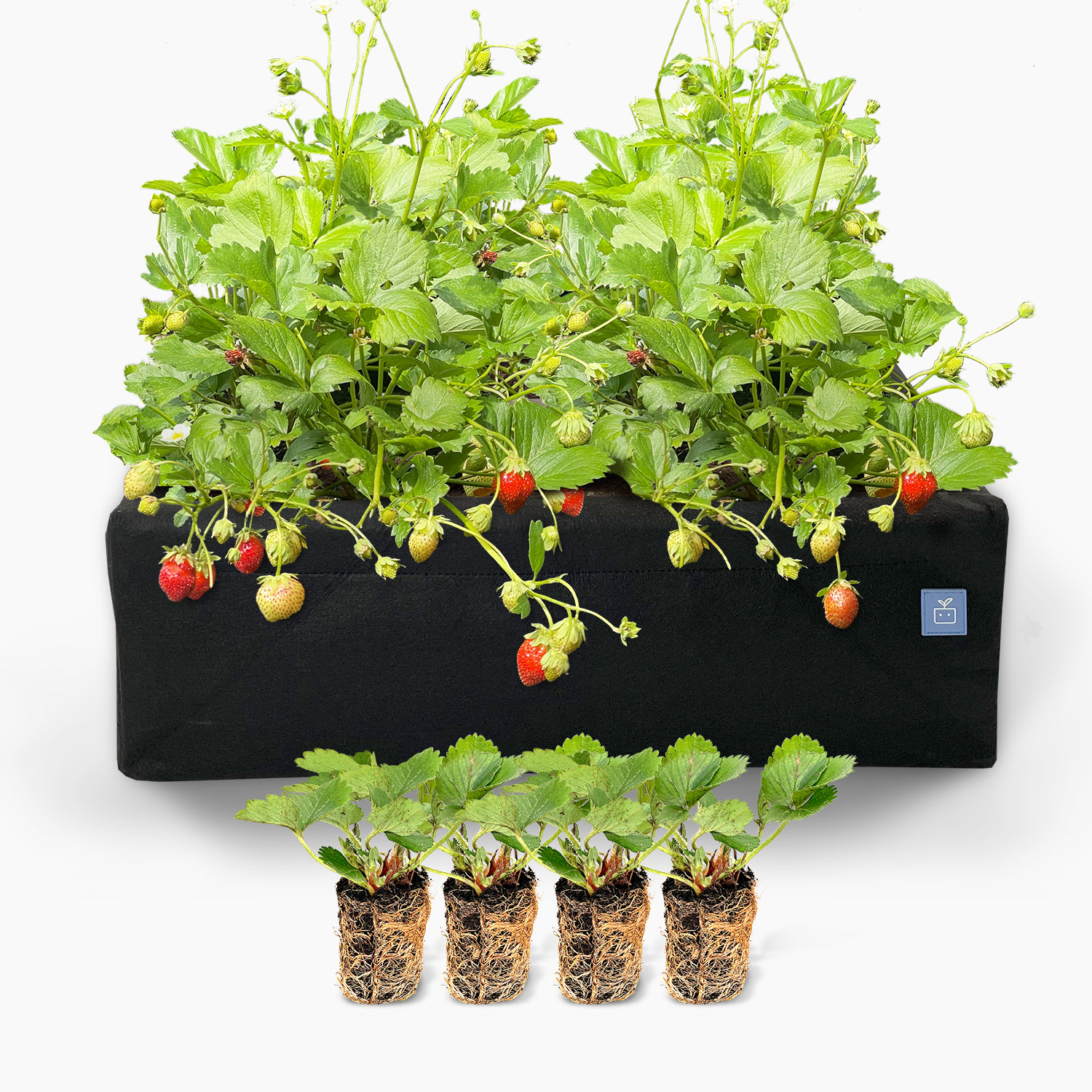 Aardbeienpakket met MM-airbak