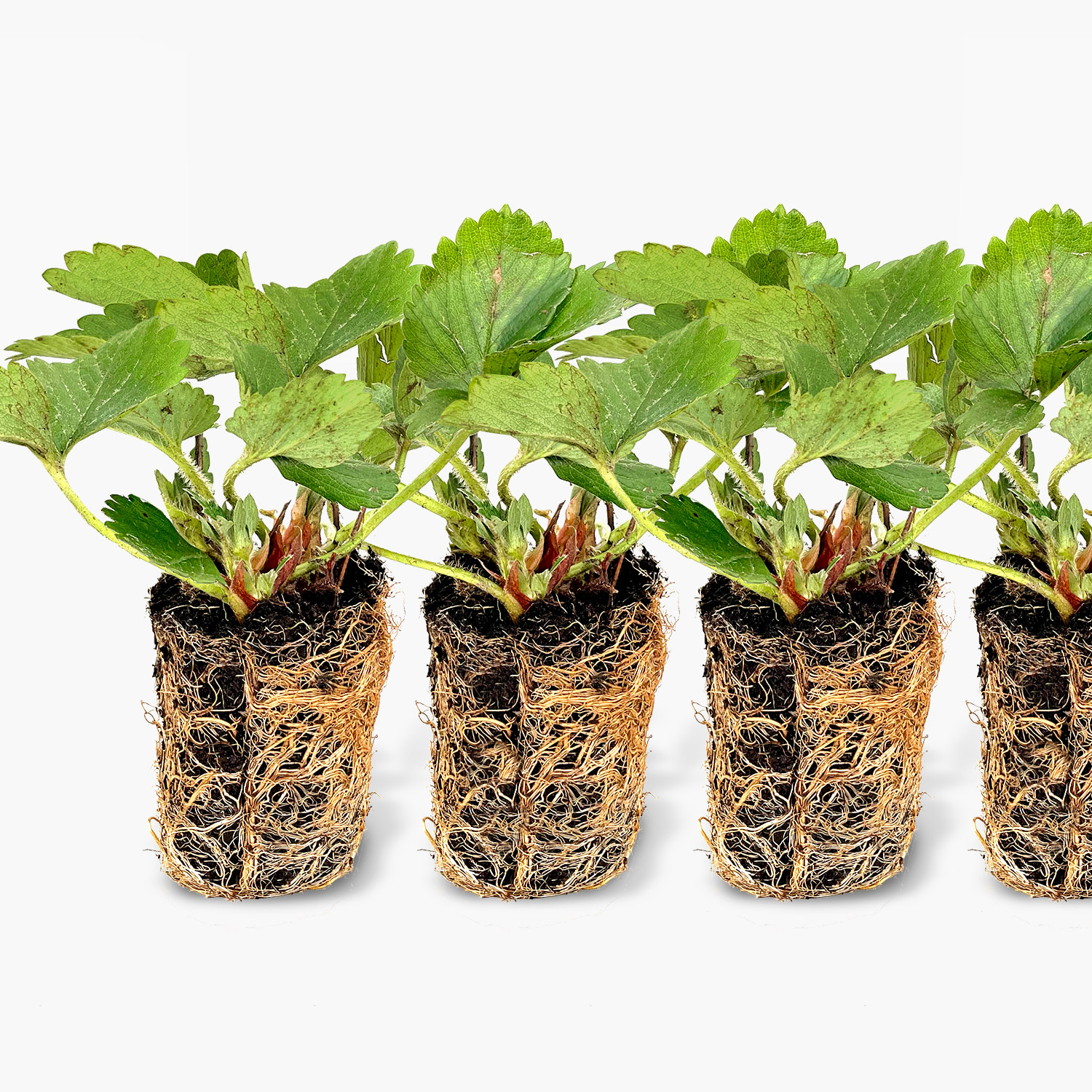 Aardbeienpakket met MM-airbak