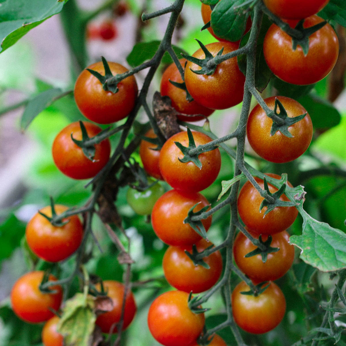 Tomaten in de Makkelijke Moestuin