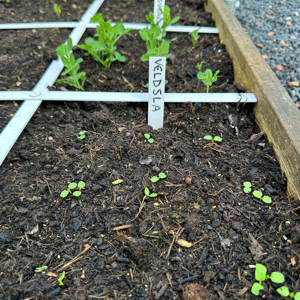 7 april: kleine veldsla plantjes in kletsnatte Makkelijke Moestuinmix