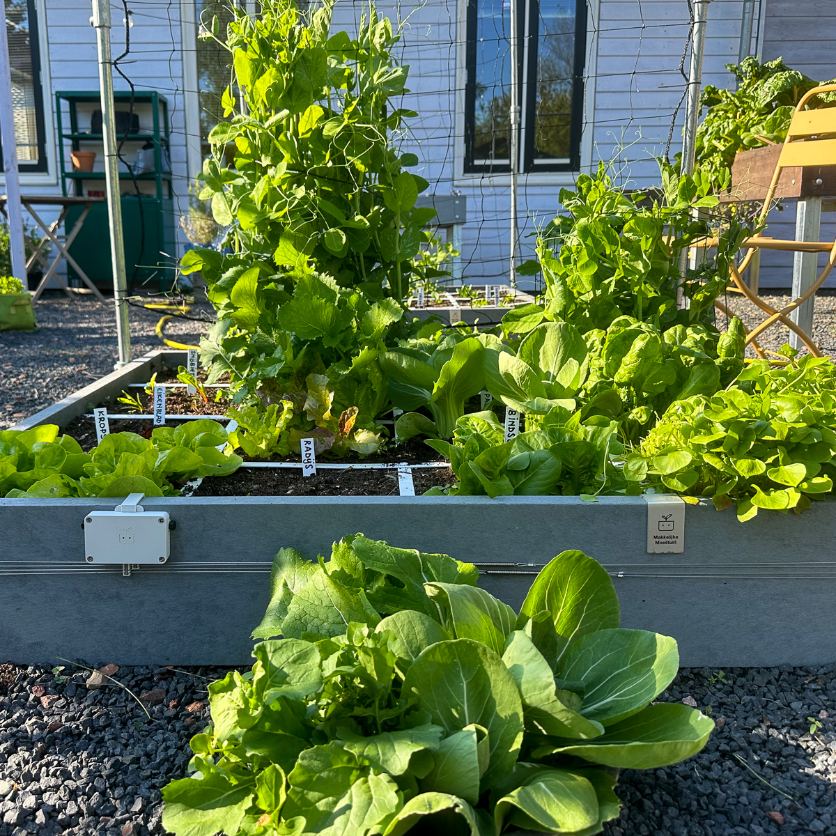 Grote Makkelijke Moestuin-Hero moestuinbak op 13 mei