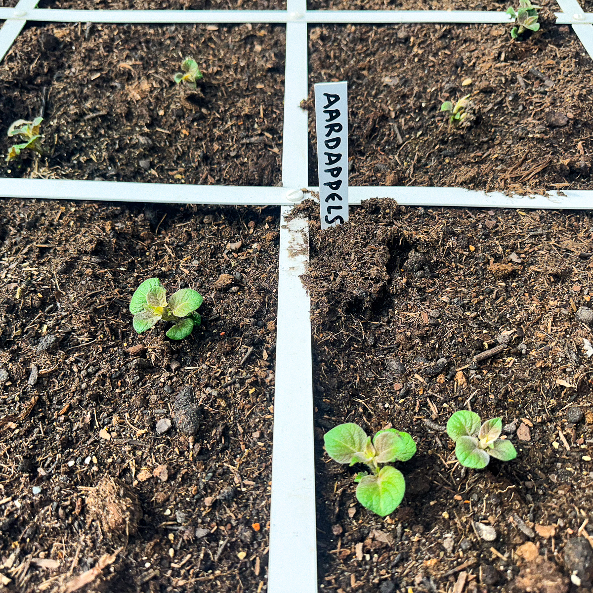 Zon: de aardappels komen op in de Makkelijke Moestuin :-)