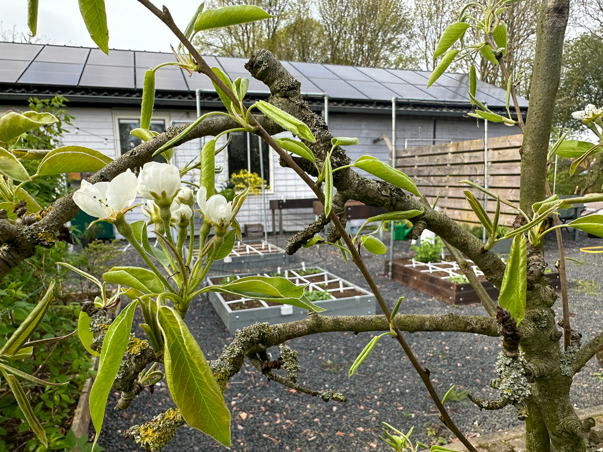 Makkelijke Moestuinbakken met schrikdraad tegen slakken