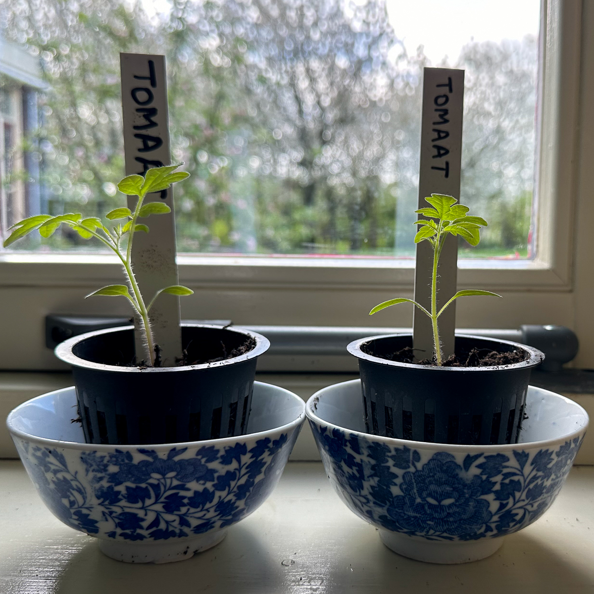 Voor-gezaaide tomaten: 3 weken oud