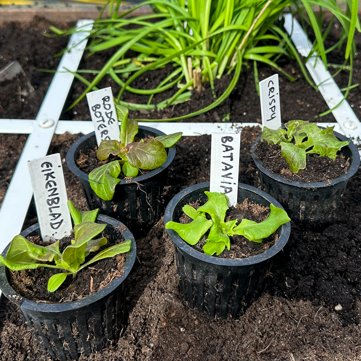 Voorgezaaide Salanova-plantjes