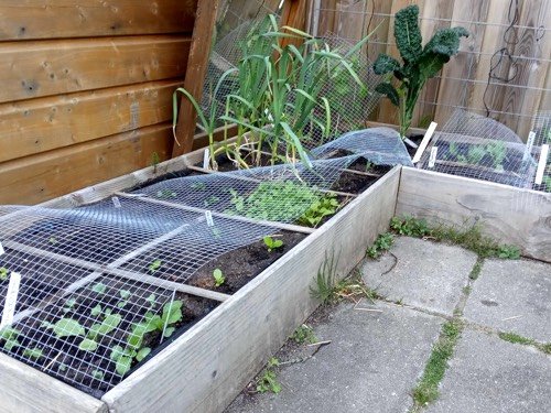 Stukken gaas op de moestuinbak om katten te weren