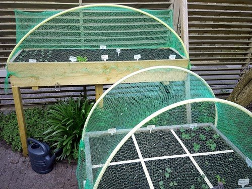 Vogelnetten over moestuinbakken om katten er uit te houden
