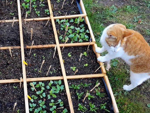 Zet stokjes in je moestuinbak om katten te weren