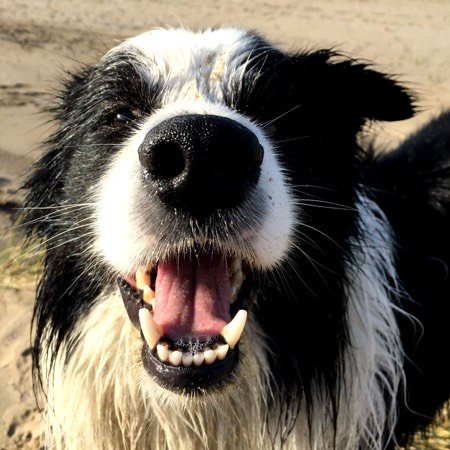 Een hond is de beste remedie tegen ongewenste katten in je moestuinbakken