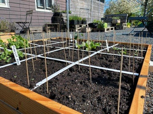 Satehprikkers voorkomen katten in de moestuinbak